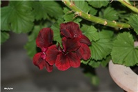 fe4def64-IMG_8168 engleska pelargonija.jpg